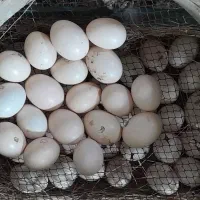 تخم مرغ نطفه دار گلین