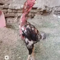 خروس لاری بچنگ