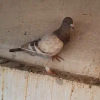 کبوتر ماده خطی