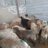 گوسفنده زنده  یافت اباد