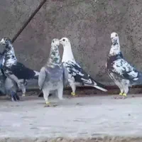 دسته دورگ پلاکی رنگی سرورهرچیی برافروش دارید