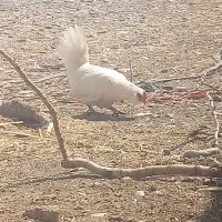 مرغ‌مینیاتوری