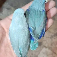 پروتلت جفت.مولد ضمانتی‌