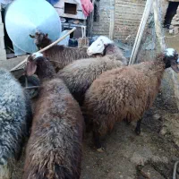 فروش‌هفت‌میش‌چاق‌ویک‌بز