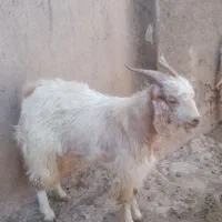 بزغاله نر 29کیو آماده کشتار