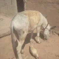 خر نر|حیوانات مزرعه|فاروج, |دیوار