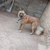سگ ژرمن مالینیوز