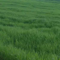 دوتن جومحلی تمیز امسال