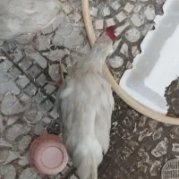 مرغ و خروس فروش فوری