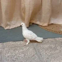 یک عددجکسون سفیدنر