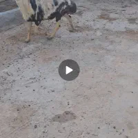 قوچ افشارپلنگی همه چی تموم