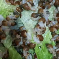 حلزون کلاژن ساز(آچاتینا آلبینو)