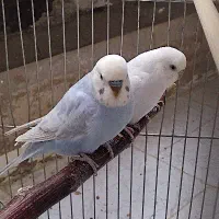 مرغ عشق جفت