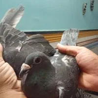 ماده چاپی