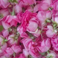 گل محمدی تازه