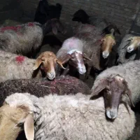 13 راس میش زایده