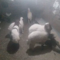 بره نر