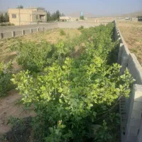باغ شهری خالداباد