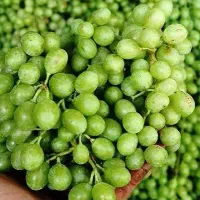غوره تازه