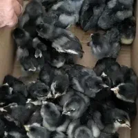 رنگی رسمی گلپایگان