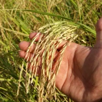 استخدام نیروی کار