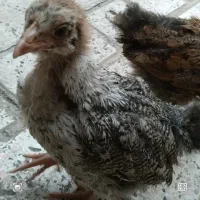 جوجه دو ماهه