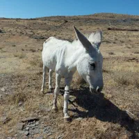 الاغ نر جوان گله ای جوان رمه رو آروم آروم