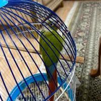 پرنده گرینچیک