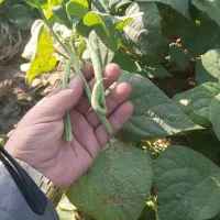 سلام گروه دارم برا نخود وبیژار هویچ جم کردن سیب خ