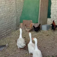 غاز محلی