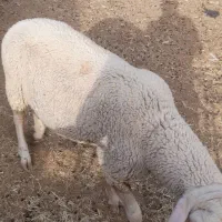 ۴ عدد لاکون۲ عددماده۱ عددشیشک قوچ ۱عدد،قوچلاکون