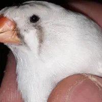 جوجه فنچ زبرا کاکلی و معمولی و کینگ