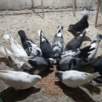 فروش کبوتر