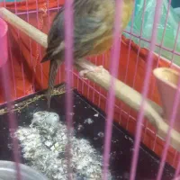 قناری ماده اماده