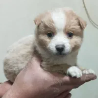 توله سگ اشمیتز پامرین