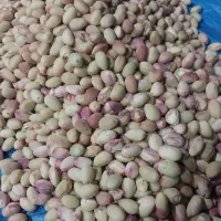 پسته ی تازه
