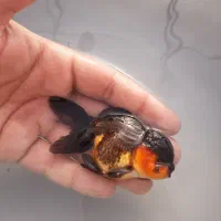 ماهی گلدفیش و رنچو(تک و عمده)