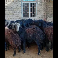 ۸ راس بره پاییزه نر استخوان دار