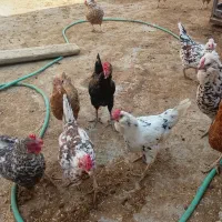 مرغ لری گلین