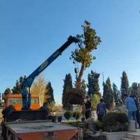 کاشت درختان بن دار جرثقیلی با ضمانت