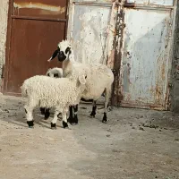 گوسفند لنگه سه تایی با دو بره نر و ماده