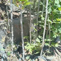 چنار|گل و گیاه طبیعی|تهران, تهرانسر غربی|دیوار
