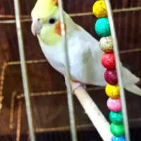 عروس هلندی نر مست مست