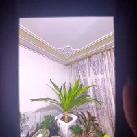 گل اشک ملکه 15 ساله مخصوص عمارت های بزرگ