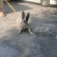 فروشی سگ پاکوتاه ماده سه ماهه زرنگ باهوش