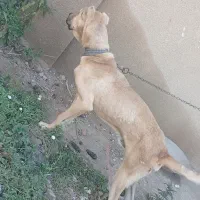 توله سگ سرابی