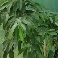 کارگر ماهر باغ