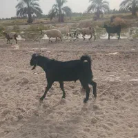 چهار عدد چپشت چاق به فروش می‌رسد