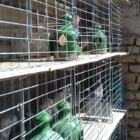 قفس کبوتر و قناری