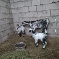 کهره جمولی نقشی با دو تا بچه ماده